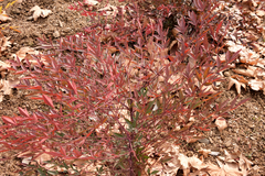 Nandina domestica