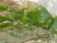 Chaetophoropsis