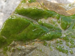 Chaetophoropsis