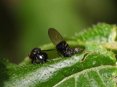 Neosilba