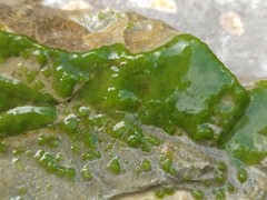 Chaetophoropsis