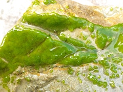 Chaetophoropsis