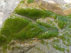 Chaetophoropsis