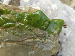 Chaetophoropsis