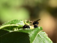 Neosilba