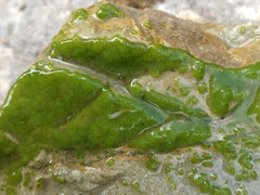 Chaetophoropsis