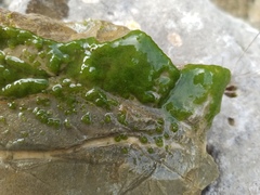 Chaetophoropsis