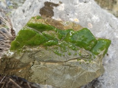 Chaetophoropsis