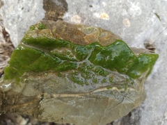 Chaetophoropsis