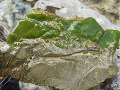 Chaetophoropsis