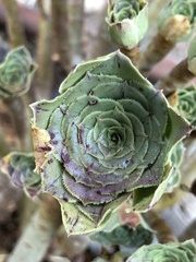 Aeonium