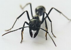 Dinoponera quadriceps
