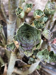 Aeonium