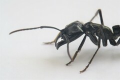 Dinoponera quadriceps