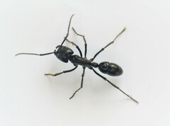 Dinoponera quadriceps