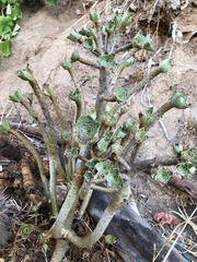 Aeonium