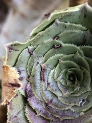 Aeonium