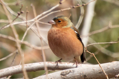 Fringilla coelebs