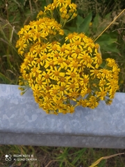 Acrisione denticulata