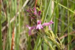 Striga bilabiata