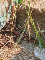 Gerrhonotus liocephalus