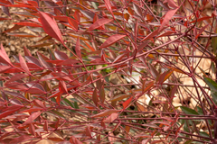 Nandina domestica