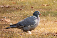 Columba palumbus