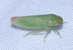Gyponana