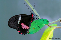 Parides eurimedes