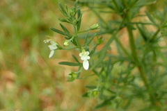 Teucrium trifidum