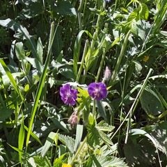 Geranium phaeum
