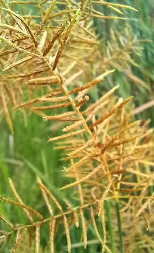 Cyperus digitatus image