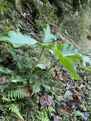 Arisaema ringens