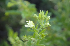 Teucrium trifidum