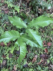 Arisaema ringens