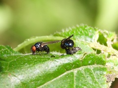 Neosilba