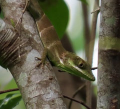 Anolis luteogularis