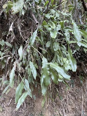 Ardisia cornudentata