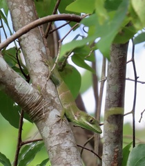 Anolis luteogularis