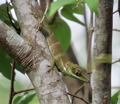 Anolis luteogularis
