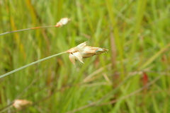 Abildgaardia ovata
