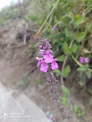 Stachys grandidentata