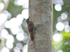 Xiphorhynchus spixii