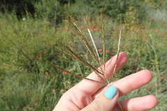 Bothriochloa insculpta