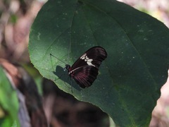 Heliconius hortense