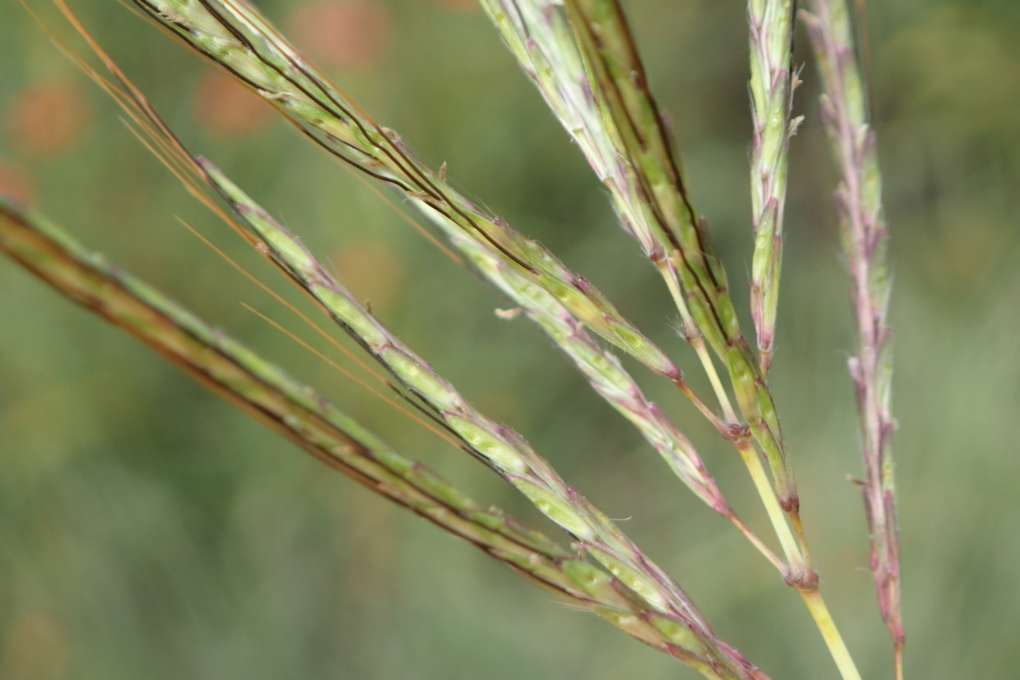 Bothriochloa insculpta