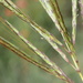 Pinhole Grass - Photo (c) Christien Steyn, some rights reserved (CC BY-NC-ND), uploaded by Christien Steyn