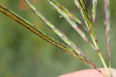 Bothriochloa insculpta