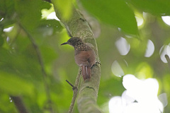 Xiphorhynchus spixii