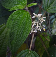 Miconia subseriata